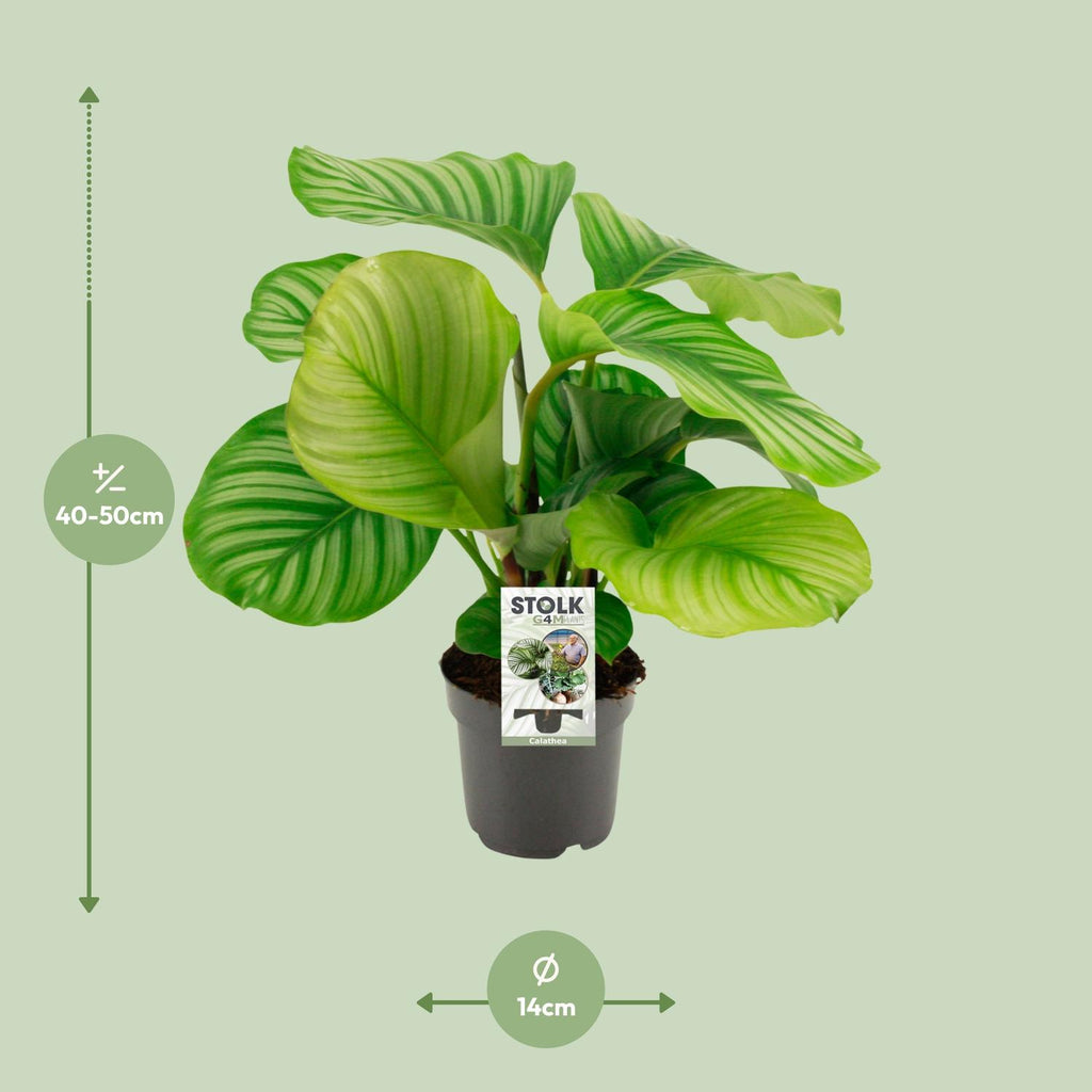 Calathea Orbifolia, sierlijke plant