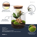 DIY Planten terrarium met licht - Milky Palm, plant in pot