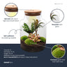 DIY Planten terrarium met licht - Milky Palm