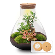 DIY planten terrarium met licht - Sam XL Bonsai