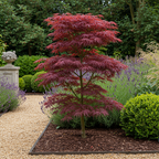 Japanse esdoorn Acer palmatum Trompenburg, plant in pot