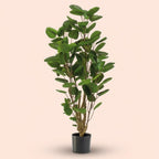 Polyscias boom, groene bladeren