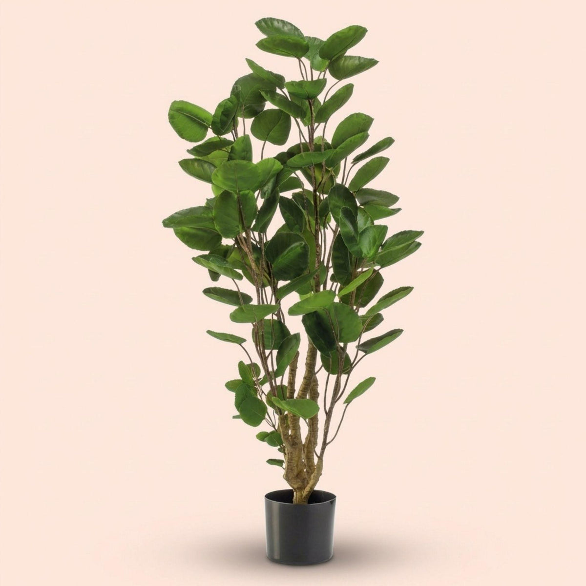 Polyscias boom, groene bladeren
