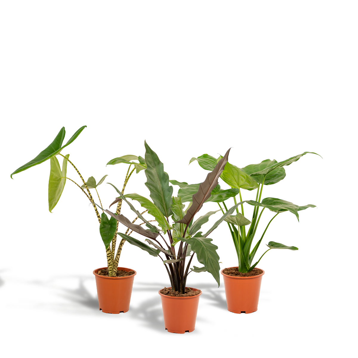 Detailfoto van Alocasia Zebrina