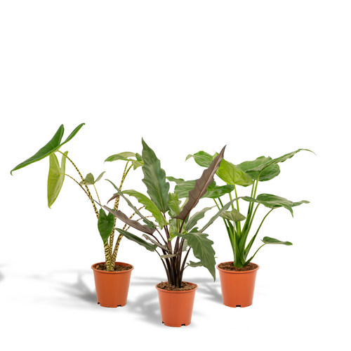 Detailfoto van Alocasia Zebrina