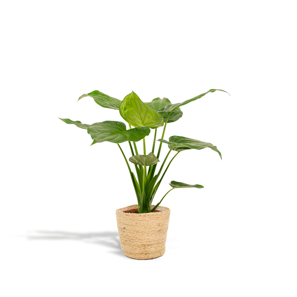 Detailfoto van Alocasia Cucullata
