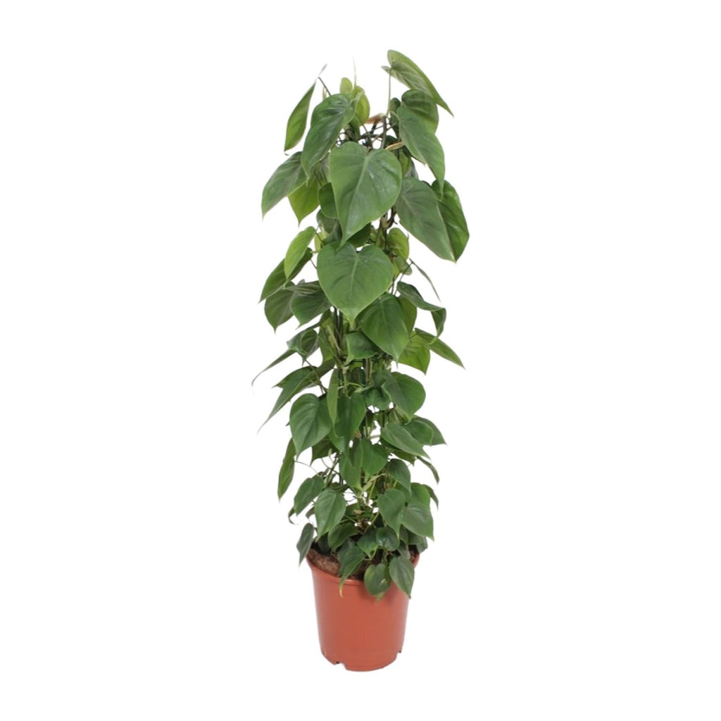 Productfoto van Philodendron Scandens