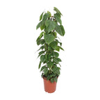 Productfoto van Philodendron Scandens
