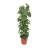 Philodendron Scandens