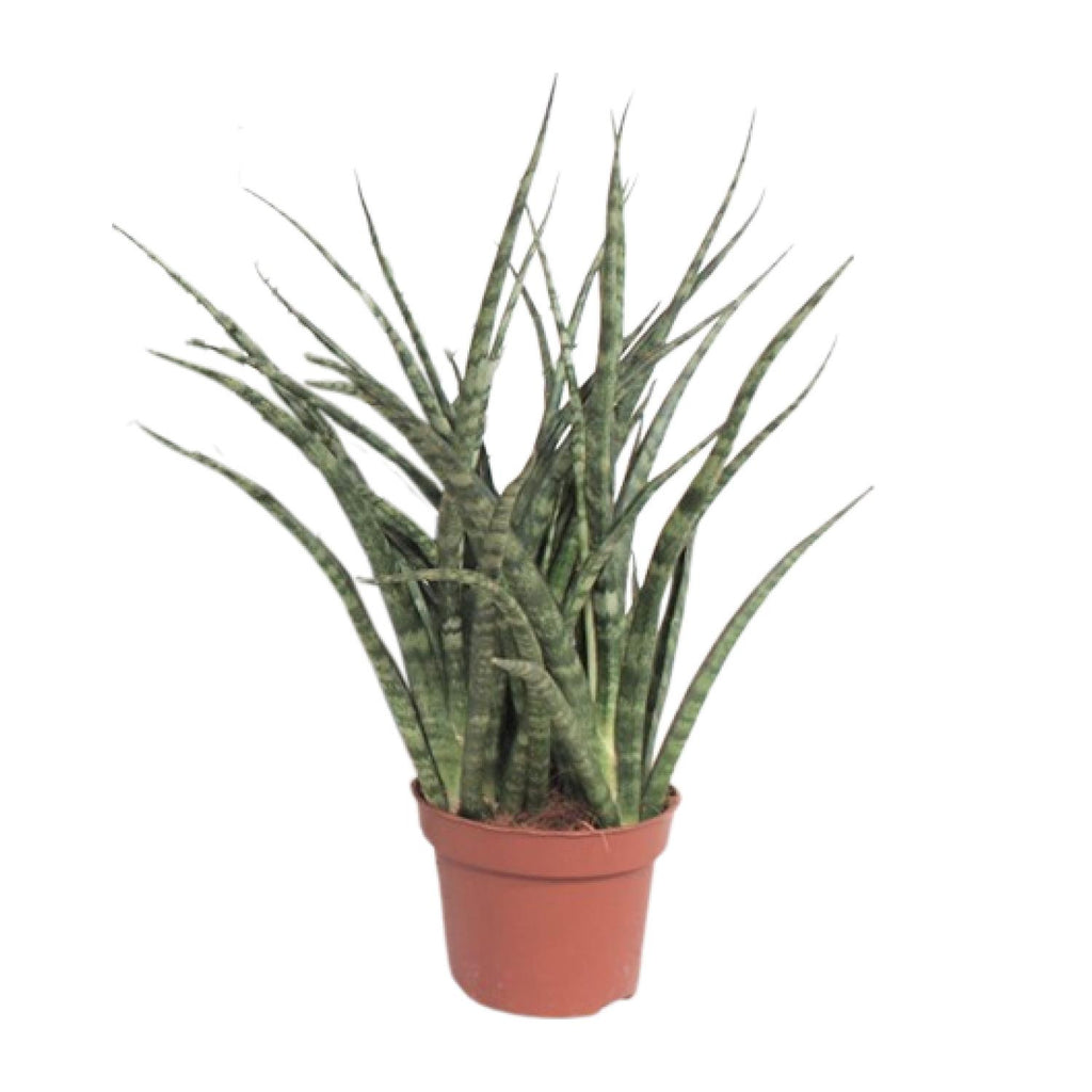 Productfoto van Sansevieria Fernwood Punk