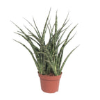 Productfoto van Sansevieria Fernwood Punk