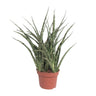 Sansevieria Fernwood Punk