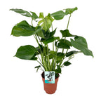 Monstera deliciosa, gatenplant met luchtwortels, 60 cm hoog, plant in pot