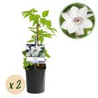 Productafbeelding van Pureplant