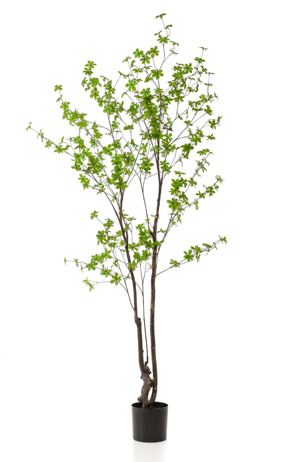 Productafbeelding van Pureplant