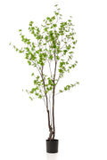 Productafbeelding van Pureplant