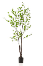 Productafbeelding van Pureplant