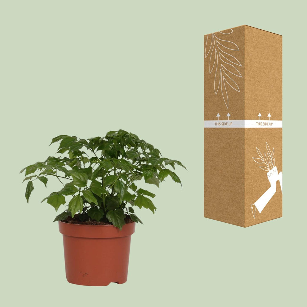 Productafbeelding van Pureplant