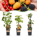 Kleinfruit-mix Tricolour, fruitgewas voor de tuin, plant in pot