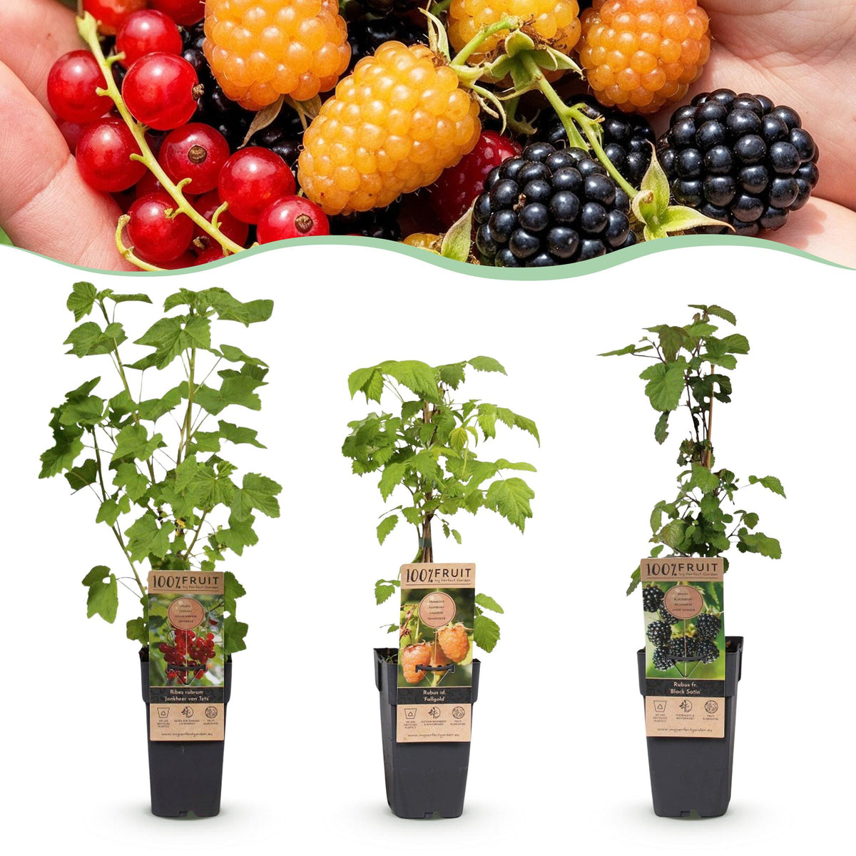 Kleinfruit-mix Tricolour, fruitgewas voor de tuin, plant in pot