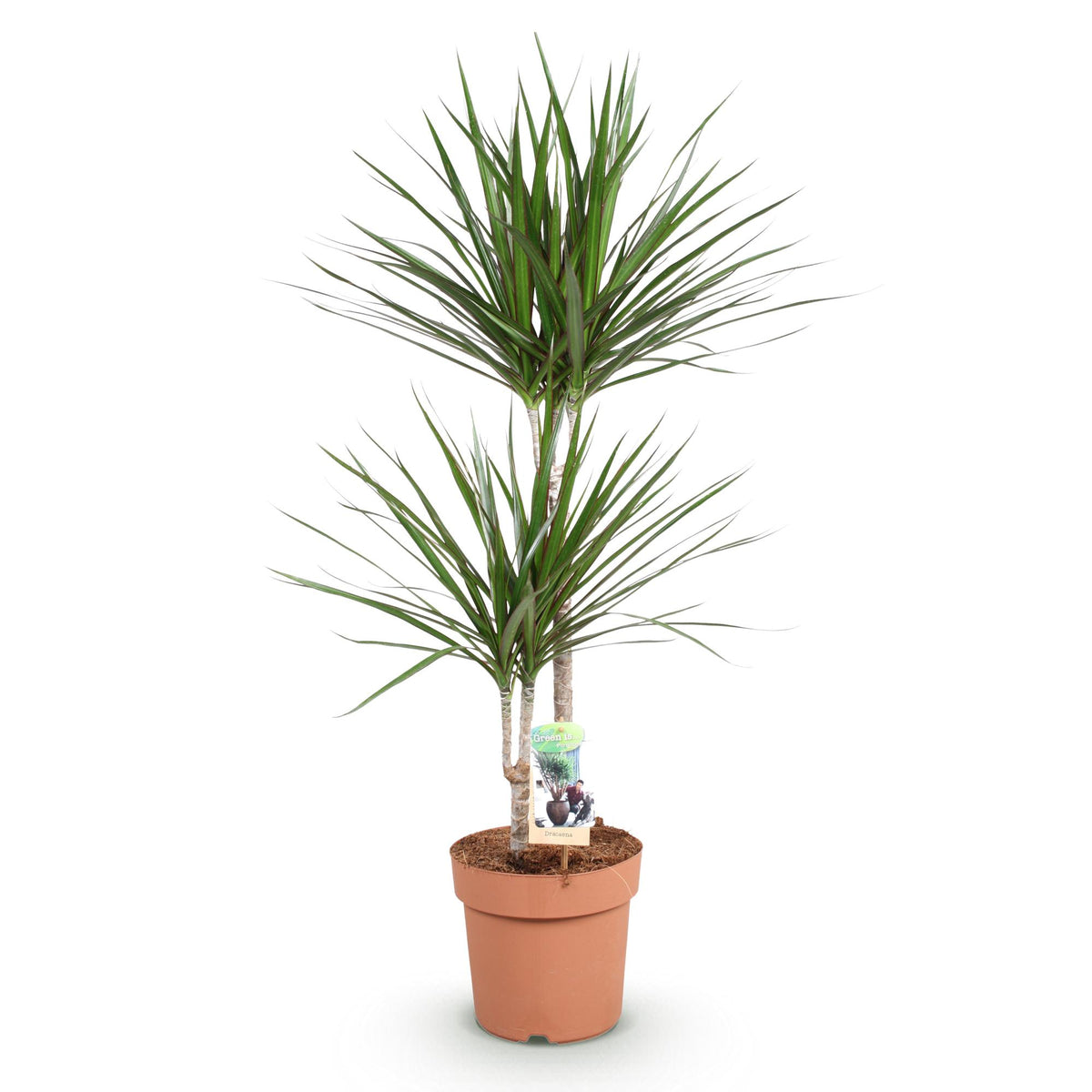 Dracaena Marginata, detail van het blad