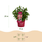 Hydrangea panniculata Groundbreaker Ruby, kenmerkend blad