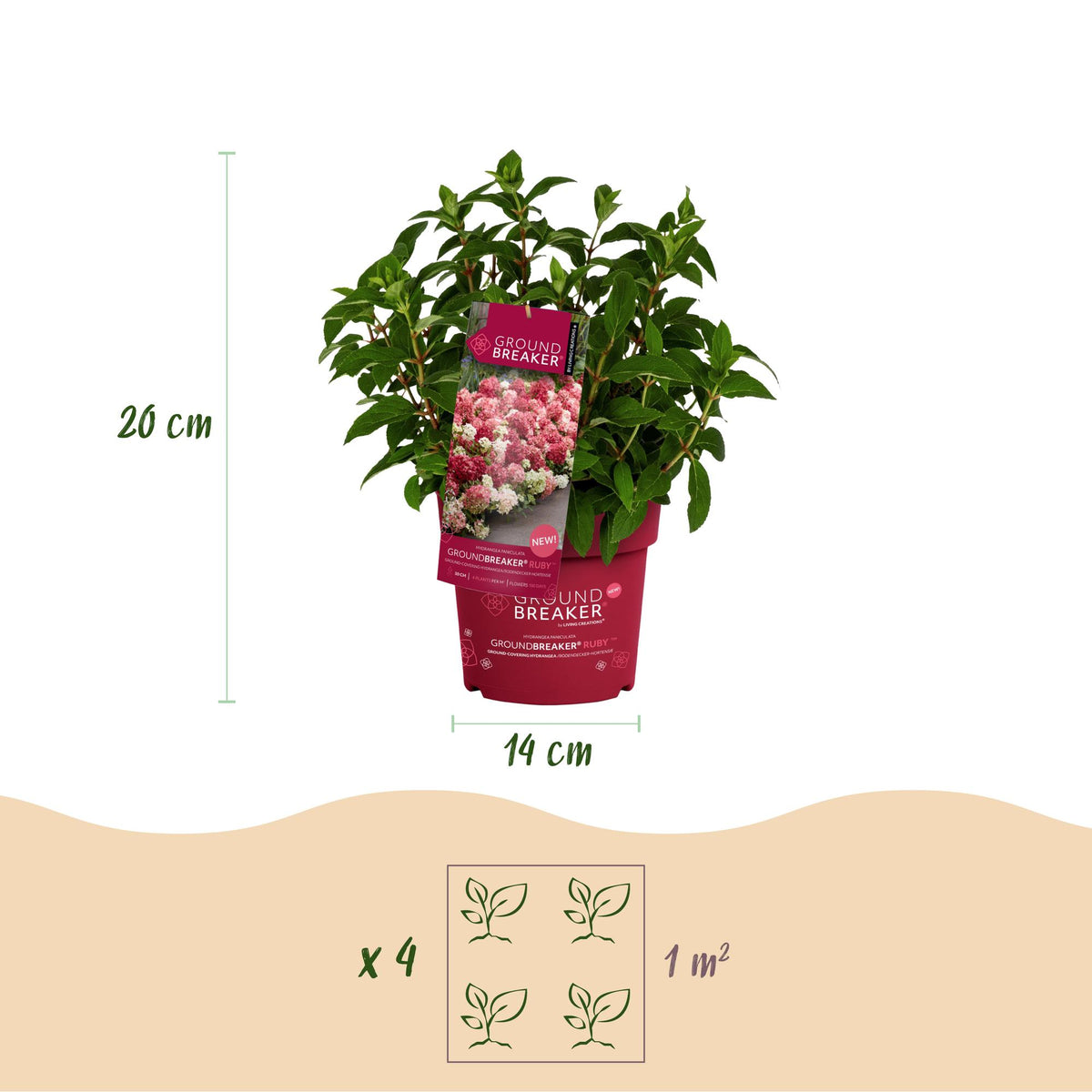 Hydrangea panniculata Groundbreaker Ruby, kenmerkend blad