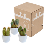 Cereus cactusmix, 3 stuks in Ø10,5 cm pot