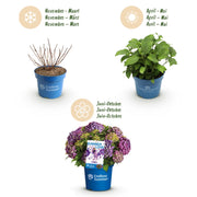 Hortensia Endless Summer Summer Love Purple