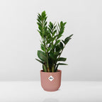Detailfoto van Zamioculcas in ELHO Vibes Fold 14cm roze