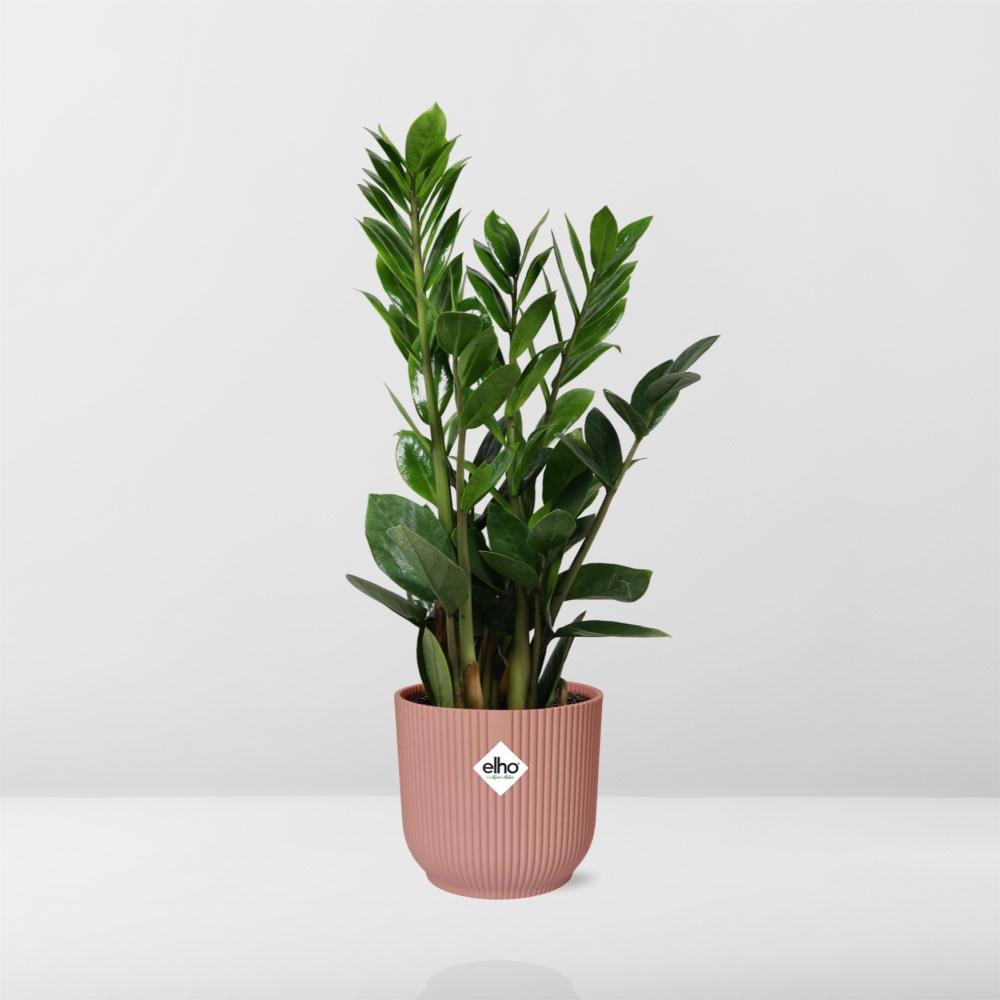 Detailfoto van Zamioculcas in ELHO Vibes Fold 14cm roze
