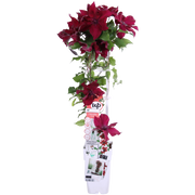 Clematis Nubia - Clematis Evison Rood
