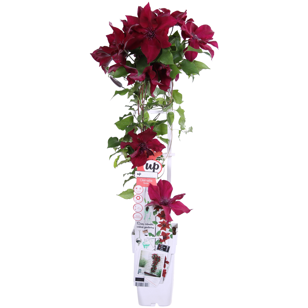 Detailfoto van Clematis Nubia - Clematis Evison Rood