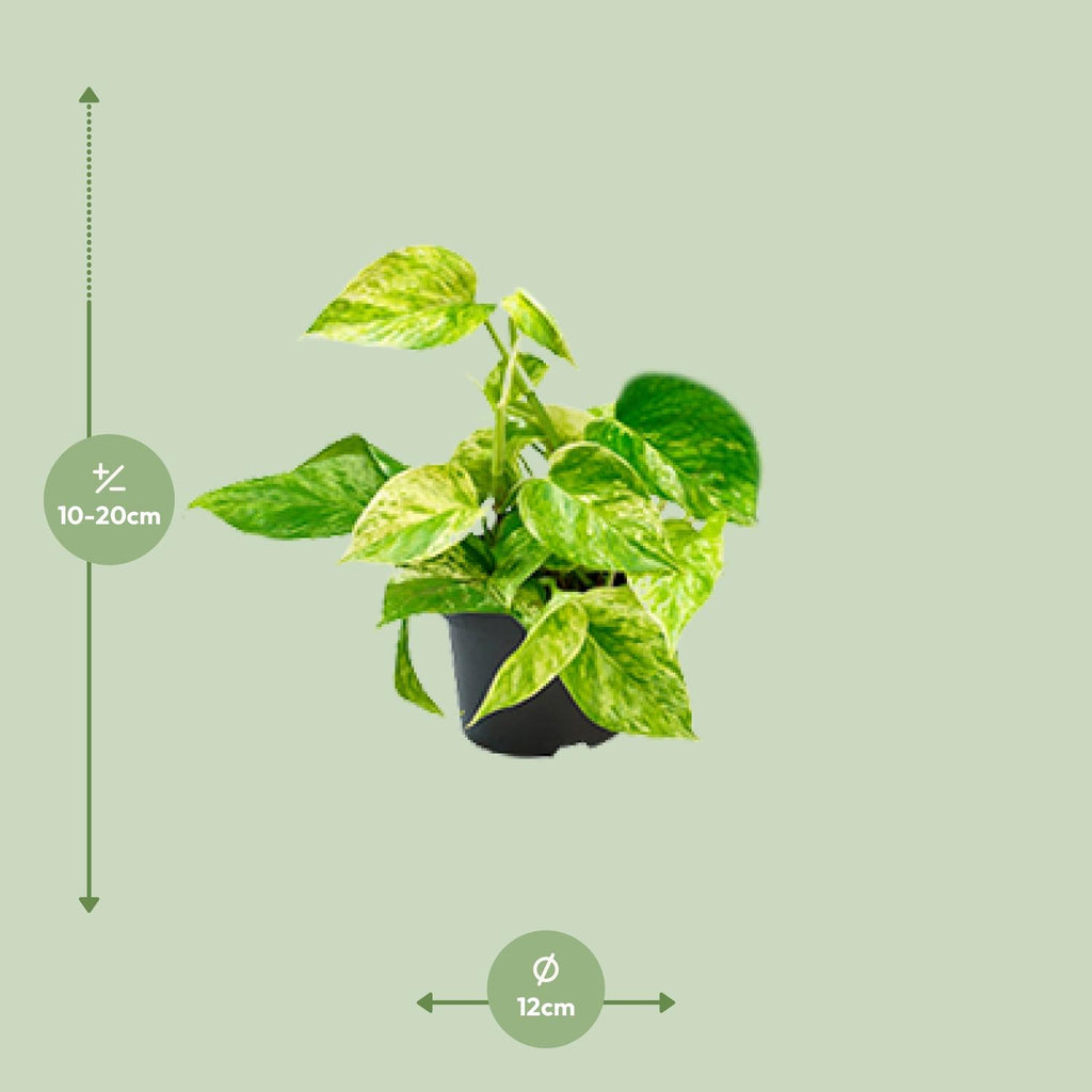 Detailfoto van Epipremnum Marble Queen - Scindapsus