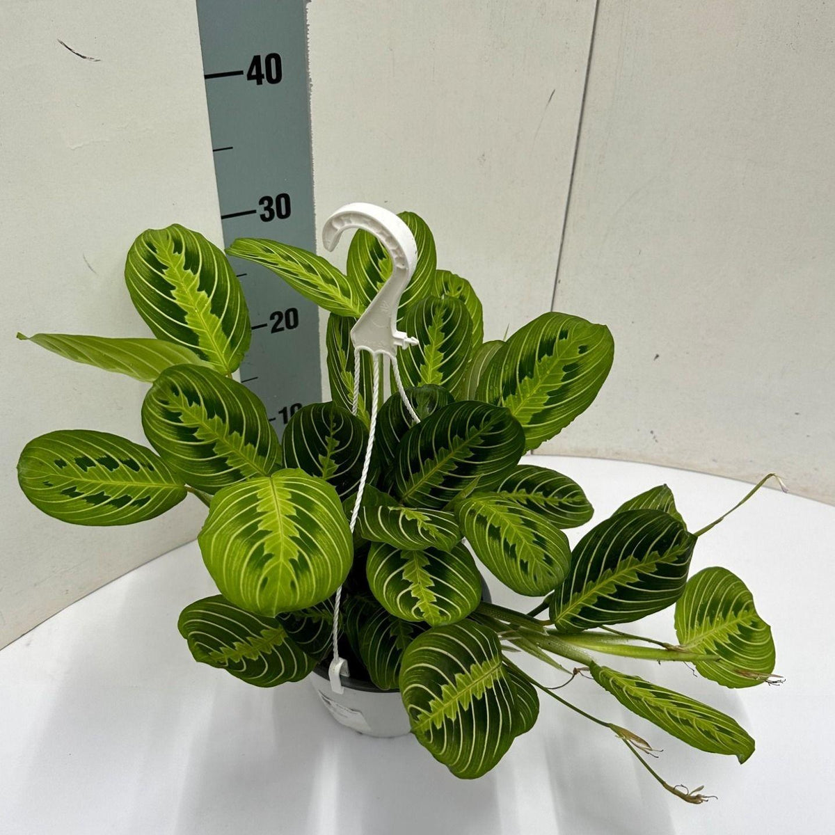 Productafbeelding van Pureplant