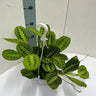 Maranta Leuconeura 'Fascinator' Lemon Lime Hangpot