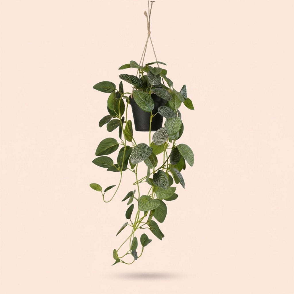 Fittonia - hangplant in pot, groene bladeren