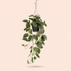 Fittonia - hangplant in pot, groene bladeren