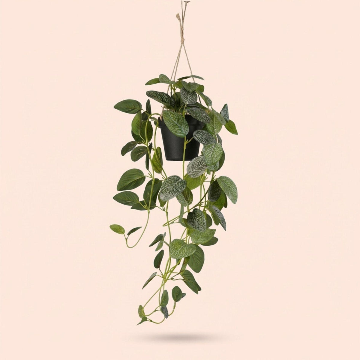 Fittonia - hangplant in pot, groene bladeren