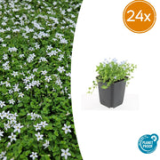 Isotoma fluviatilis &