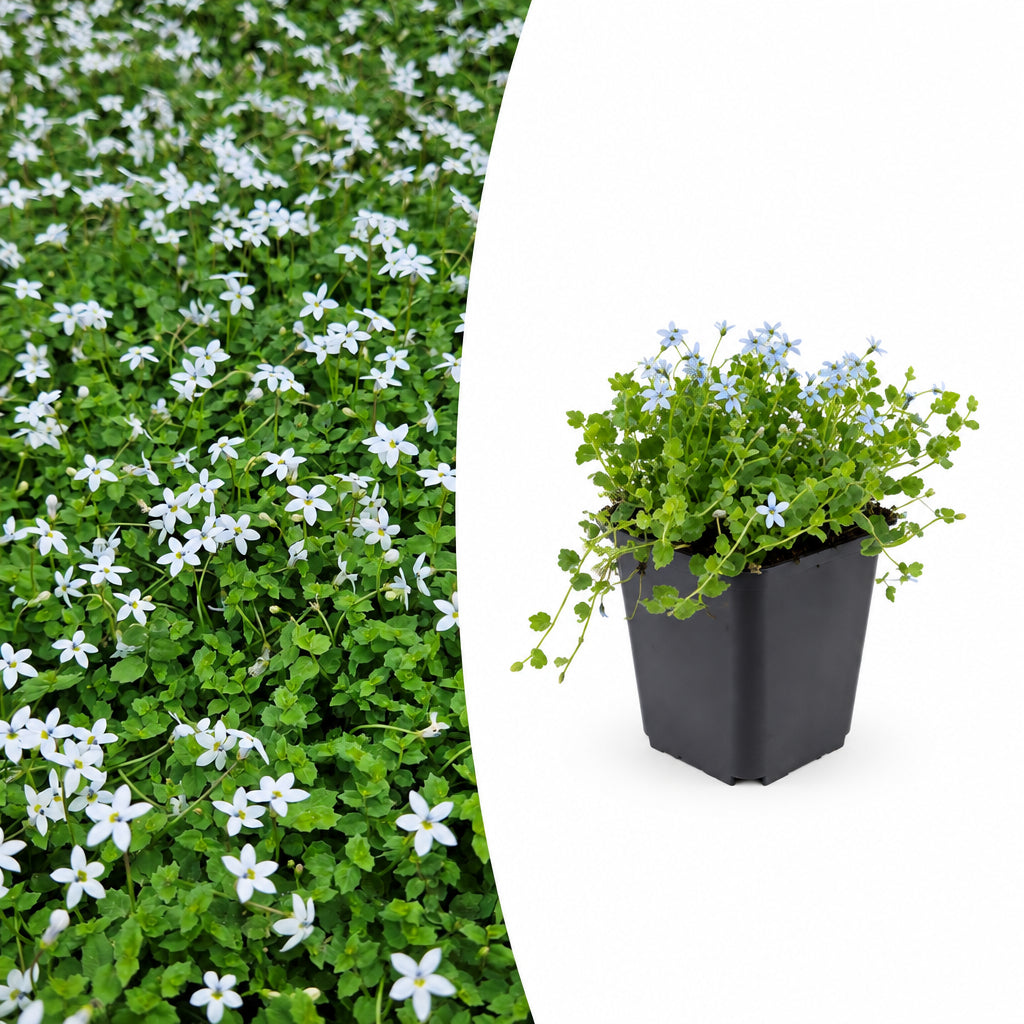 Isotoma fluviatilis 'Alba', plant in pot