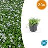 Isotoma fluviatilis 'Alba'