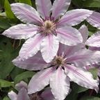 Clematis 'Hagley Hybrid' klimplant, roze, P9 pot, voor border en tuin