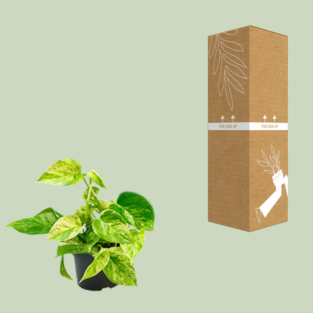 Detailfoto van Epipremnum Marble Queen - Scindapsus