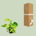 Detailfoto van Epipremnum Marble Queen - Scindapsus