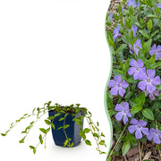 Vasteplant - Vinca minor - Maagdenpalm - Bodembedekkend - blauw - 6 Planten - Pot 11cm - Hoogte 15-25cm