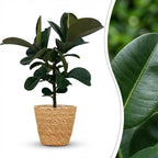 Rubberplant - Ficus Elastica Cloe met Mand, detail van het blad