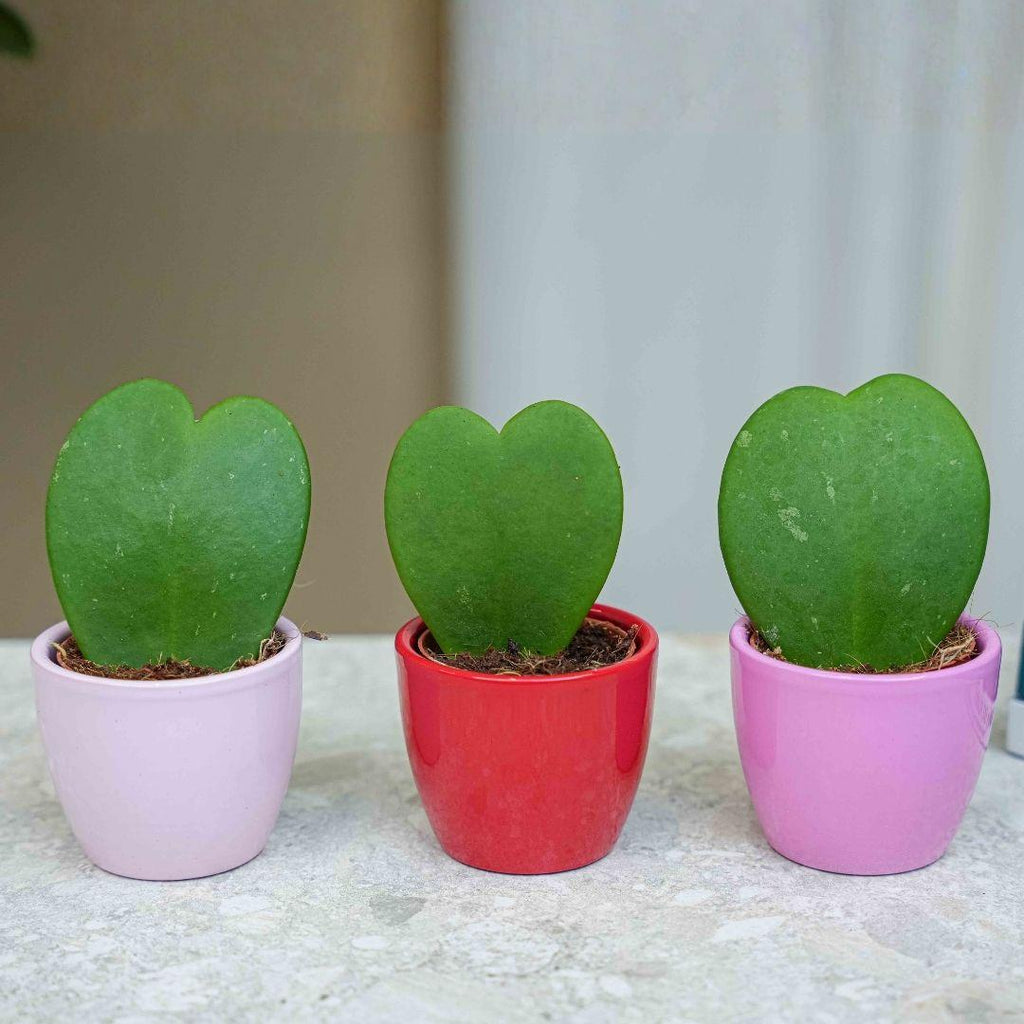 Cadeauset Hoya Kerrii, 3 mini-plantjes in roze/rode potjes, kenmerkend blad