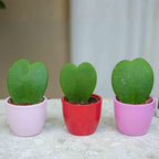 Cadeauset Hoya Kerrii, 3 mini-plantjes in roze/rode potjes, kenmerkend blad