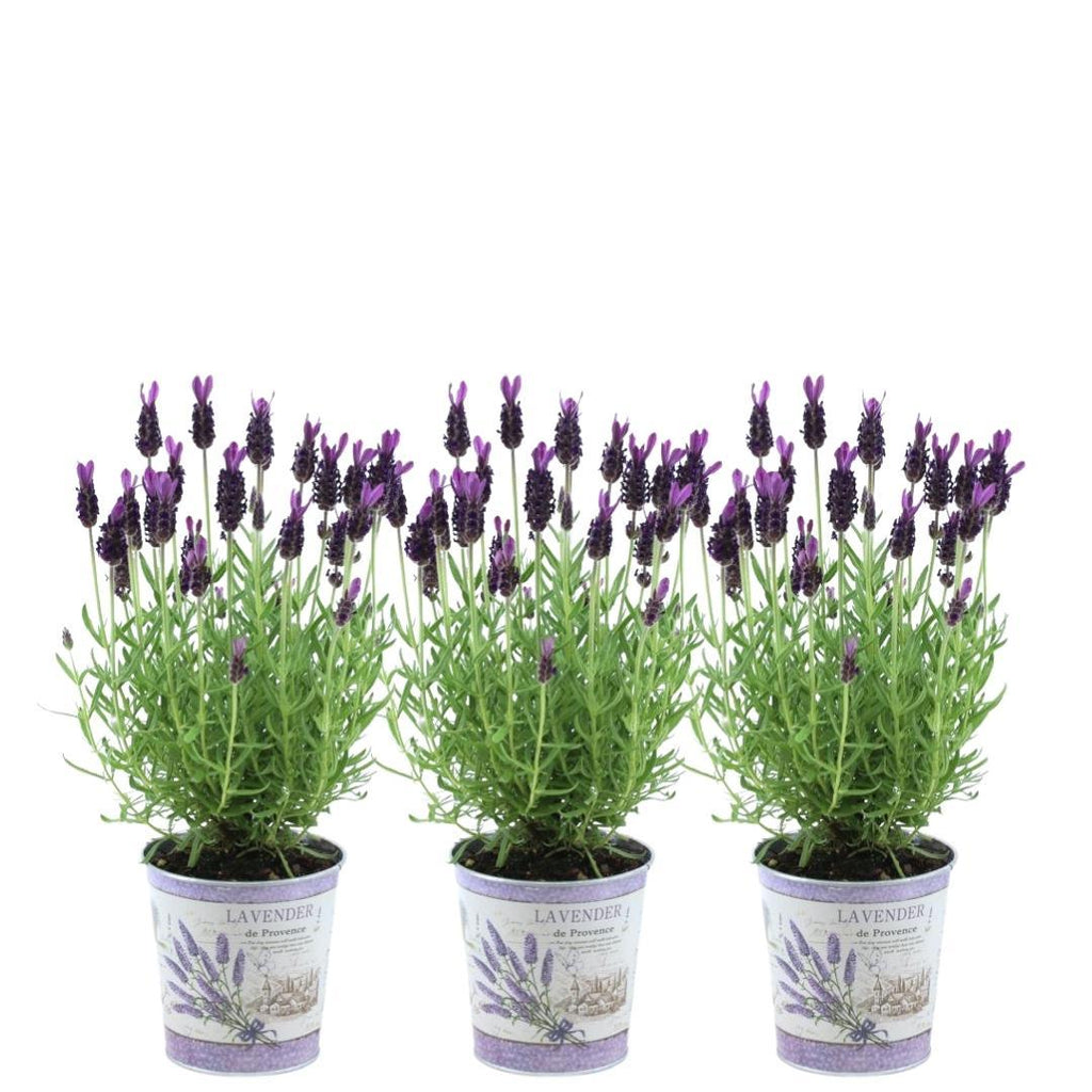 Productafbeelding van Pureplant